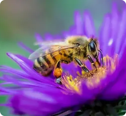 Bees1 Bees1