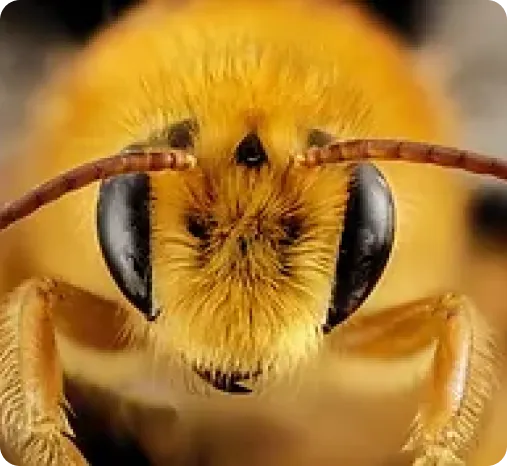 Bees2 Bees2