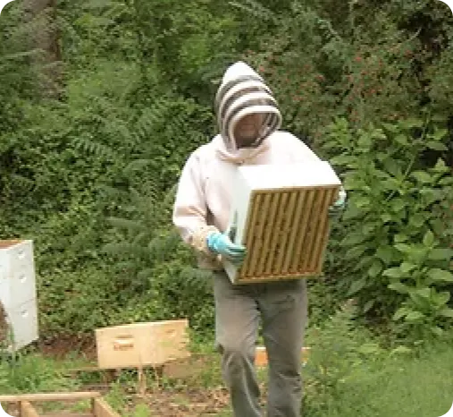 Bees4 Bees4