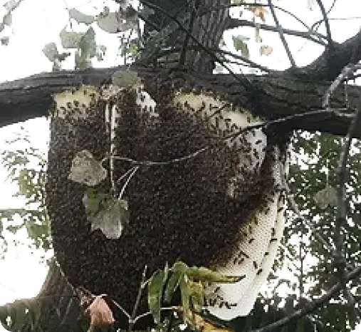 Bees5 Bees5