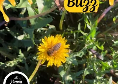 ???????? Within moments of being resettled in their bee yards in South Carolina, the bees were out of their hives looking for sources …