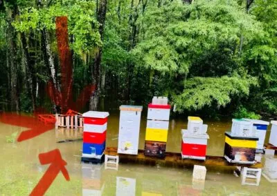 Photos from Charleston Community Bee Gardens’s post