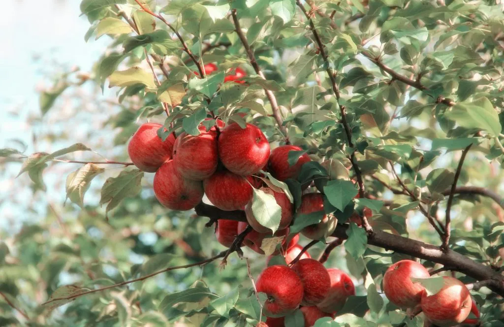 New Cumberland Apple Festival 42 apple tree with red apples