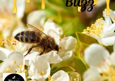 Blog 8 In Pennsylvania, May is peak foraging season for honeybees!