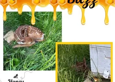 Blog 7 👀 We get interesting visitors to our hives🐝