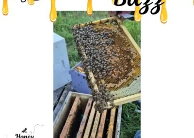 Blog 2 In between transporting the bees and their honey, the beekeeper must work with his bees to keep them healthy