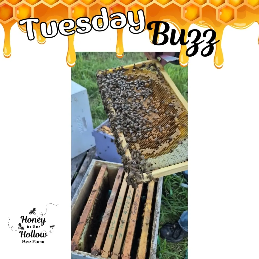 In between transporting the bees and their honey, the beekeeper must work with his bees to keep them healthy