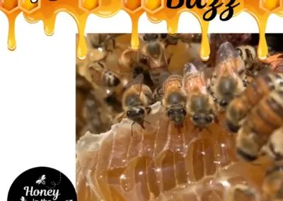 Blog 11 🐝 Honey bees love honey just as much as we do!