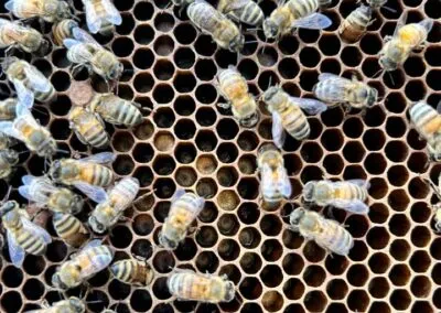 Blog 1 Happy National Honey Bee Day!!