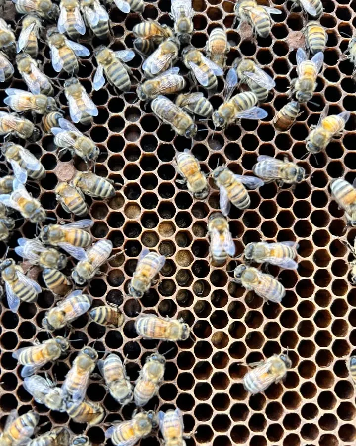 Happy National Honey Bee Day!!