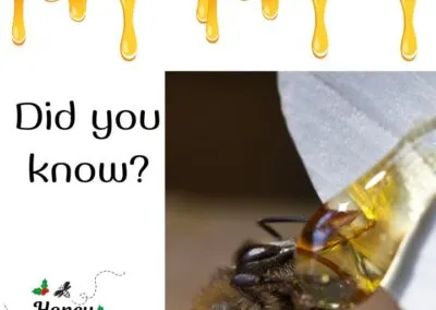 Blog 10 ❓🤔Did you know that honeybees must consume about 8 pounds of honey to produce 1 pound of wax?🤯 It’s a highly intense activity t…