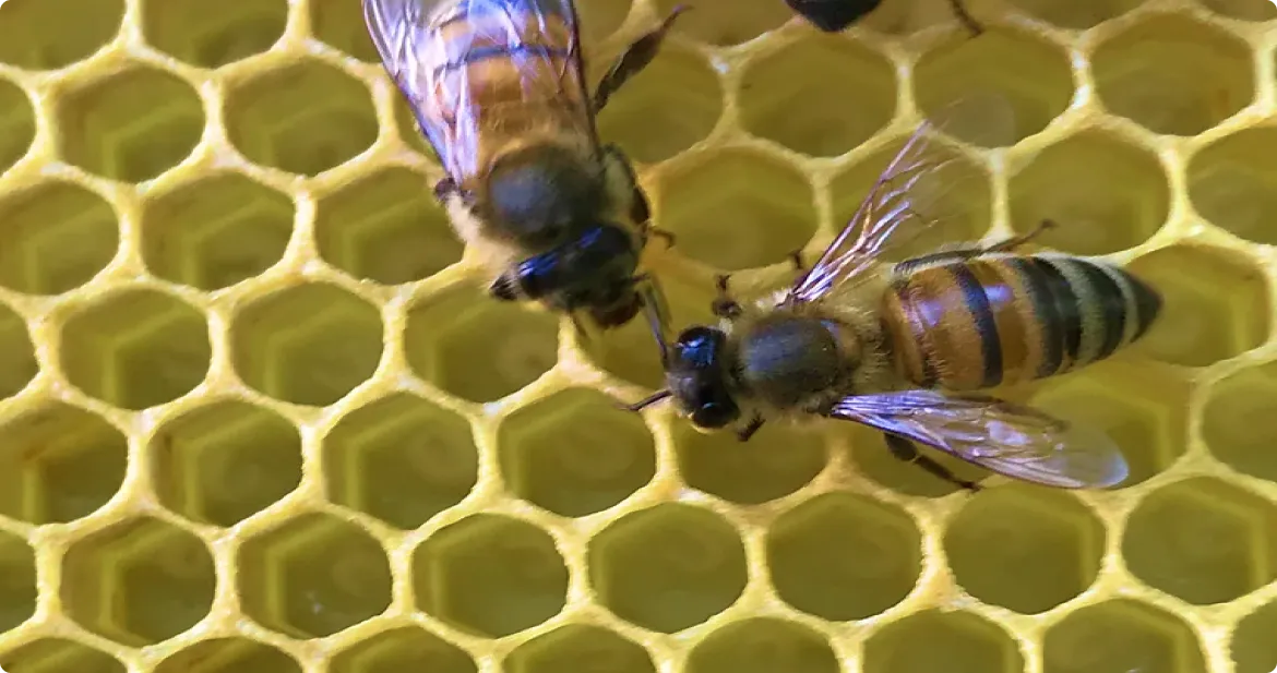 Save the Bees 2 Bees12