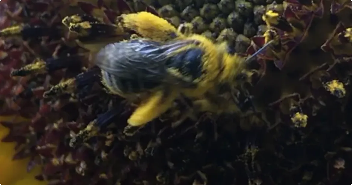 Save the Bees 4 Bees14