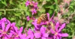 Save the Bees 8 Thumbnail 1