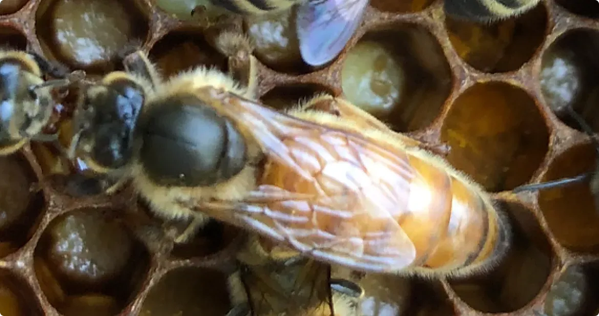 Bees15