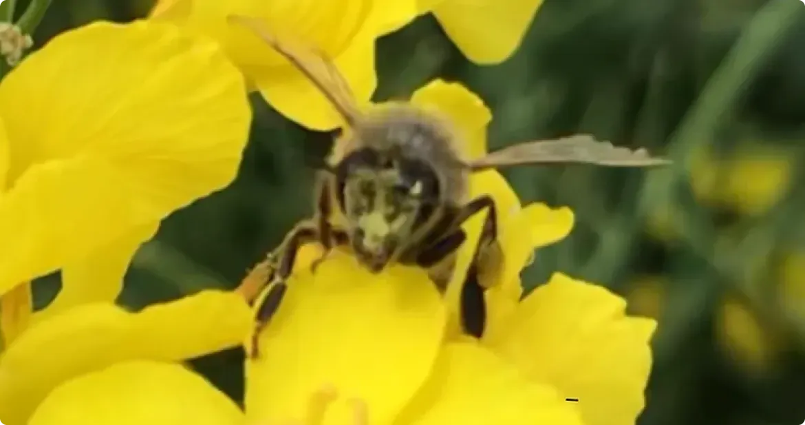 Bees13