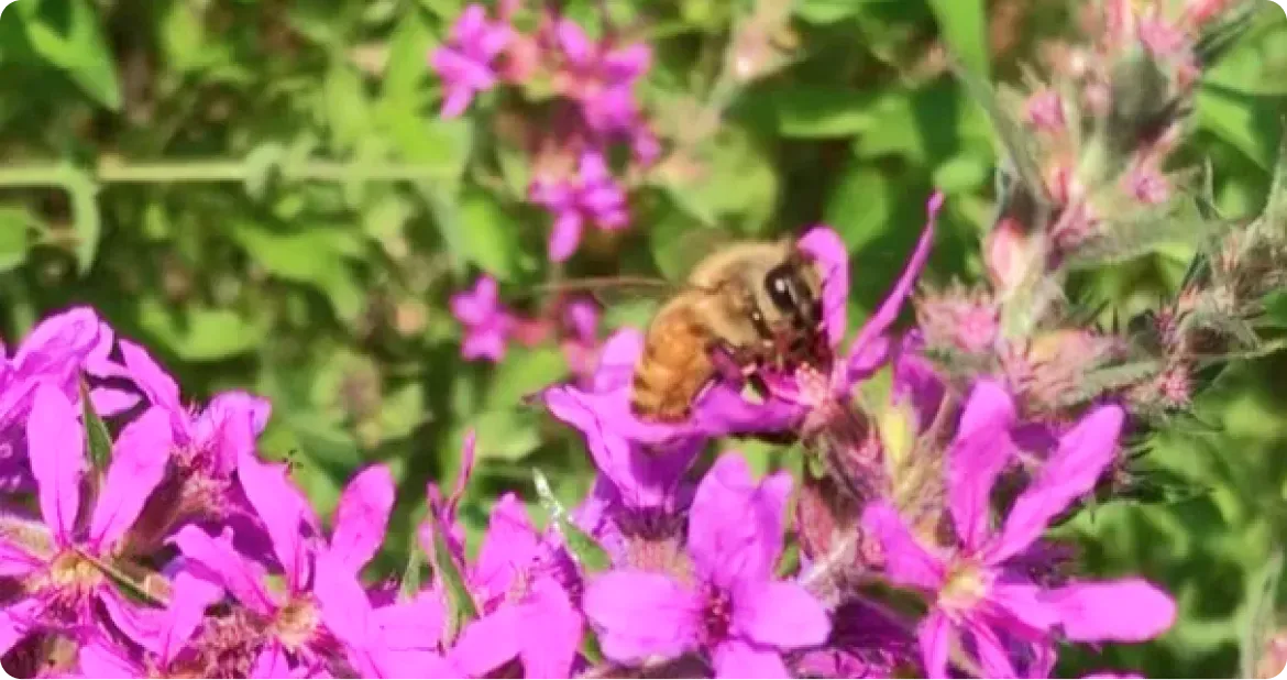 Bees11